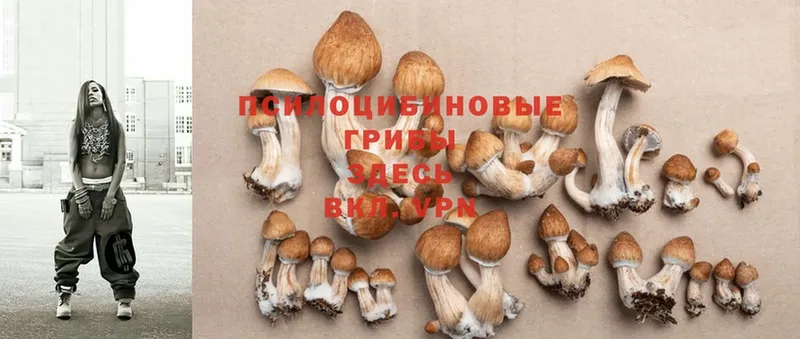 наркошоп  Куртамыш  Галлюциногенные грибы Psilocybe 